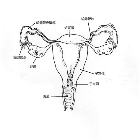 生殖器 女